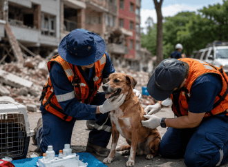 Área Metropolitana de Medellín rescata mascotas en Cali tras el terremoto